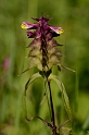 Cow-wheats